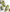 Garnier Cabello Garnier Whole Blends Replenishing Conditioner with Virgin-Pressed Olive Oil & Olive Leaf Extracts 370ml